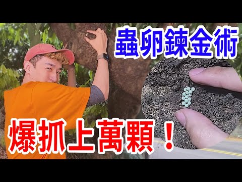 抓蟲卵時的鍊金術！聽說1天能賺2萬元！？【好棒Bump】