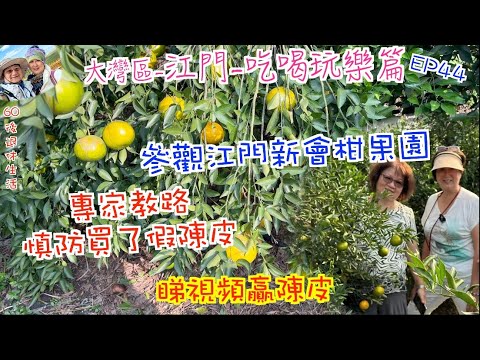 226.  大灣區-吃喝玩樂篇-江門（EP44) ， 參觀江門新會柑果園｜ 專家教路慎防買假陳皮｜ 睇視頻贏陳皮｜陳皮有幾多品種，應該如何選擇｜港車北上飲食攻略｜江門市｜新會陳皮｜圈枝｜駁枝