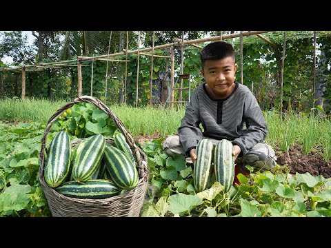 '' Big cucumber recipes '' The country chef harvest cucumber and cooking - Chef Seyhak