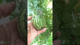 #検証 🍉スイカの種は鉢植えで果実はできるの？Can watermelon seeds produce fruit if planted in a pot? #スイカ  #watermelon