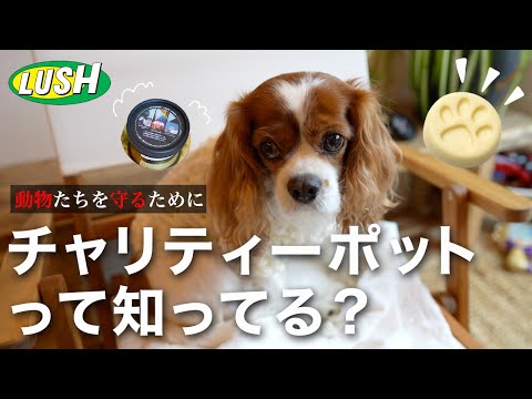 🐶👩🏻‍🦰ボディーケアをしながらチャリティー活動に参加できる素晴らしいアイテムをご紹介🫶🏻【LASH】