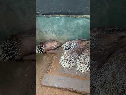 全て自己責任の日本一危険な動物園「ノースサファリ札幌・デンジャラスゾーン」 #b級スポット#動物園