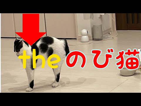 theのび猫　短ーーい猫の姿！！！#ねこ #猫 #猫動画 #ねこのいる暮らし #ねこのいる生活 #猫のいる生活 #猫のいる暮らし #伸び猫