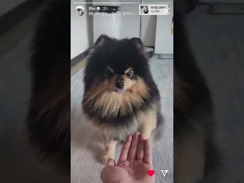 Yeontan being done with Taehyung 🐻. He’s so cute . 🐕