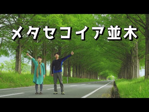 【観光地ぶらり旅】滋賀県のメタセコイア並木と福井県の熊川宿に行ってきました。