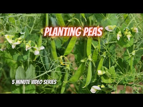 Tuesday Growing Tip: How to Plant Peas || DHBG