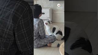 😾「TVより私でしょ！」｜PECO #白黒猫 #猫 #愛猫家 #猫動画 #猫のいる暮らし #blackandwhitecat #cat #catlover #catvideos #catlife