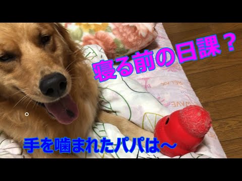 【ゴールデンレトリバー】毎日寝る前のルーティン？手を噛まれたパパは犬の戦いに羽毛布団で参戦！！悔しがる犬の行動が可愛すぎる