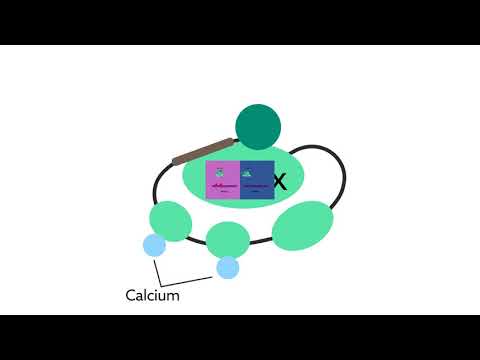 PKC alpha integrates spatiotemporally distinct signals to facilitate synaptic plasticity