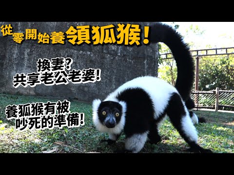 【從零開始養】領狐猴!狐猴會共享老公老婆!狐猴超吵?【許伯簡芝】