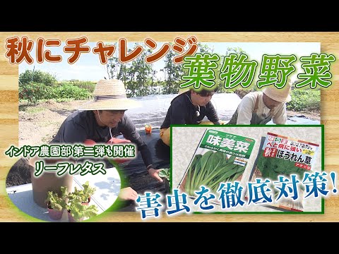 【農園部33】秋は葉物野菜の季節！春のリベンジ！/インドア農園部第二弾