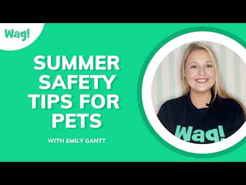 Top 3 Summer Safety Tips for Pets | Wag!