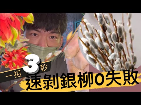 只要一招三秒鐘，速剝銀柳0失敗