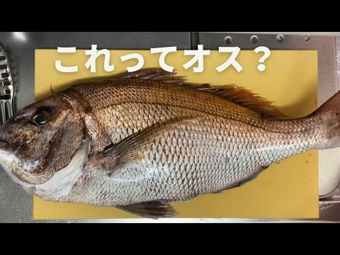 メスかと思った雄の真鯛を捌いて白子とか刺身とか漬け茶漬けとかにしていく