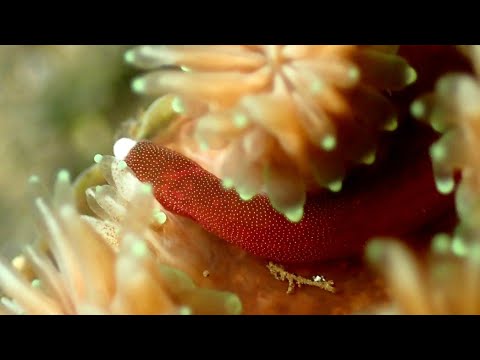 [チンヨウジウオ] 名前の由来が面白い‼ 動き回るブサカワのヨウジウオ Pugheaded pipefish in tulamben bali