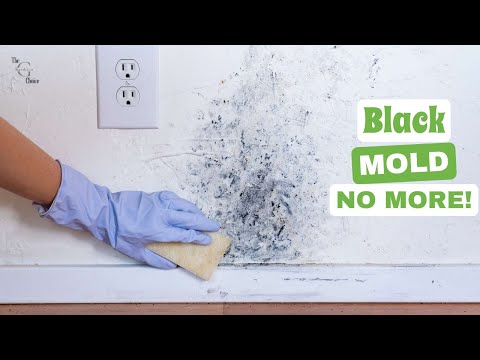 Black Mold No More! How to Safely Get Rid of and Prevent Mold Growth | The Guardian's Choice