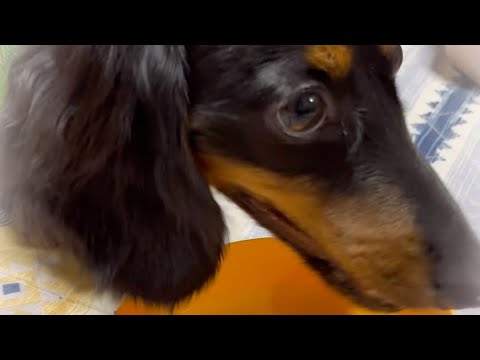 【ASMR】お盆最高！　#shorts #犬 #dog