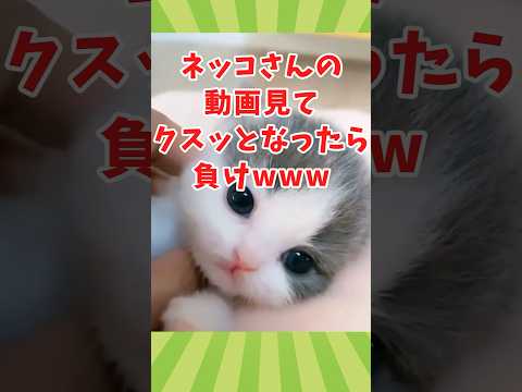 ネッコの動画見てクスッとなったら負けwww　#2ch動物スレ #動物 #猫 #shorts #2ch