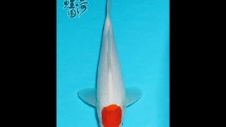 [Jiahe Koi Farm] 佳河錦鯉園  a1216 丹頂紅白28CM