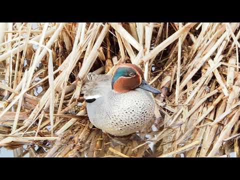 20200219富山環水公園の鳥たち