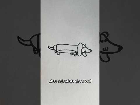 How to Draw a Wiener Dog 🐶