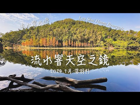 1月・流水響水塘｜9AM 的天空之鏡 ～落羽松開始轉紅了｜Lau Shui Heung Reservoir 4K