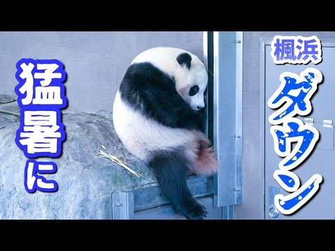 【パンダアイドル楓浜】夏休みに向かって酷暑に挑むふうひん🐼