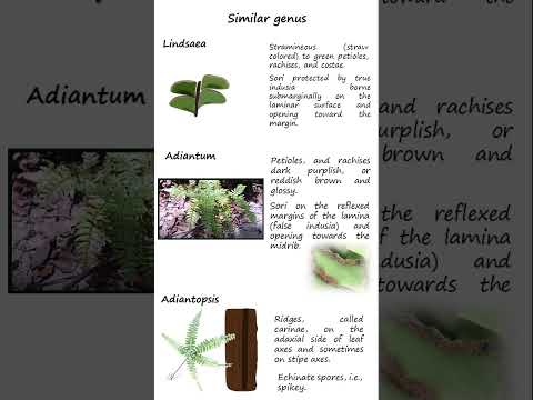 Adiantum latifolium, commonly called the Broadleaf Maidenhair, from the family Pteridaceae