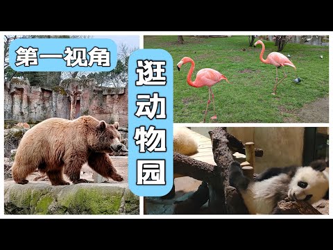 vlog｜👀🐼 第一视角逛马德里动物园Zoo Aquarium Madrid！🌟 近距离亲近6个月双胞胎熊猫宝宝！🐼🐼 西班牙，2022年，全程体验动物园水族馆的奇妙之旅！｜小米丘XiaoMiChu