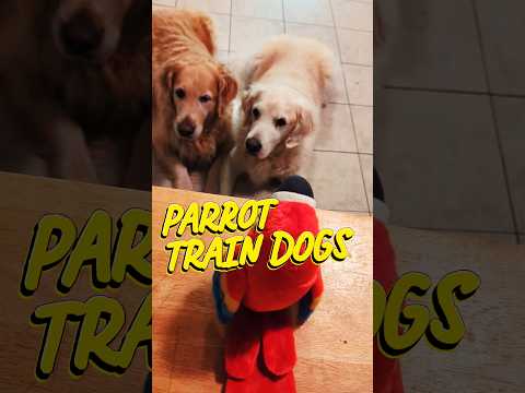 The parrot train dogs. Smartest dogs ever #dogs #shorts #funny