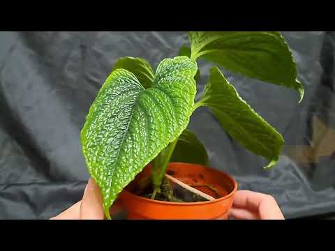 少見冷門火鶴 泡泡龍火鶴 Anthurium Splendidum #觀葉植物 #植物 #anthurium #araceae plants