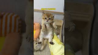 【牛奶是只猫】该怎么告诉小奶猫，它不是它们的妈妈呀