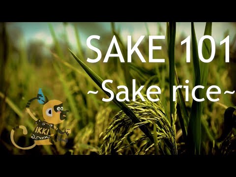 【SAKE 101】Sake Rice /the feature of Sake rice and their origin and characteristics