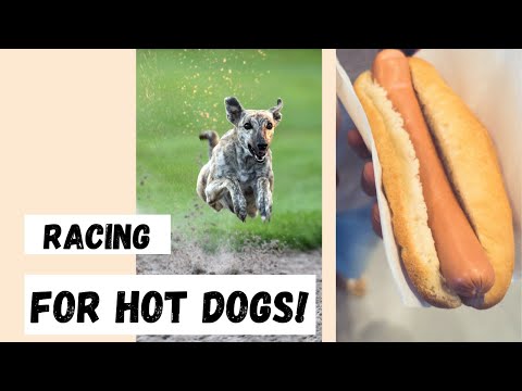 Dogs Racing For Hot Dogs : By Breed