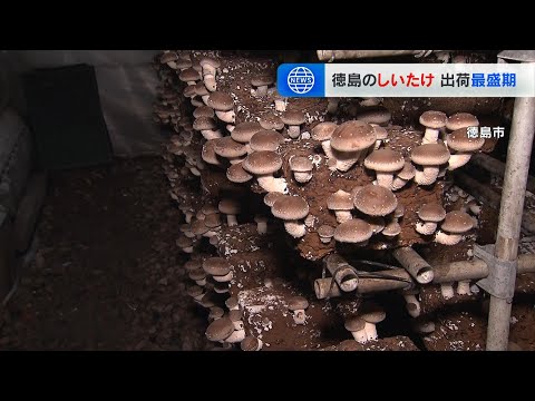 生産量日本一の徳島県で「しいたけ」の出荷作業が最盛期（2024年12月23日）