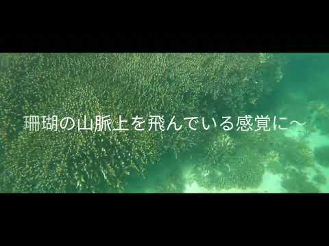 街中のビーチでもクマノミ4種と見事な珊瑚群落が❗ - 石垣島八島日の出海岸