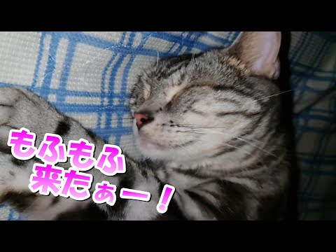 幸せのもふもふ来たーー！（アメリカンショートヘア）