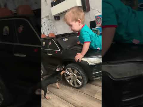 #music #shortvideo #рекомендации #like #live #качканар #привет #baby #сын как прятаться от собак )))