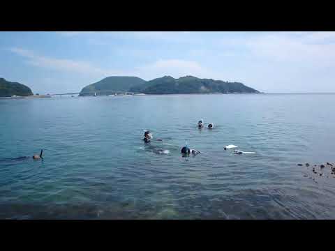 シュノーケリング2024.8.18(山口県周防大島町「ニホンアワサンゴ群集」)