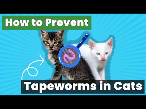 How to Prevent Tapeworms in Cats: The Ultimate Guide!