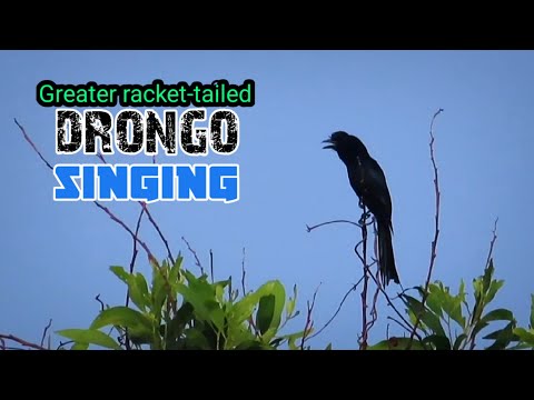 Drongo - interesting sounds and calls of drongos | Racket-tailed Drongo - Amazing calling sounds