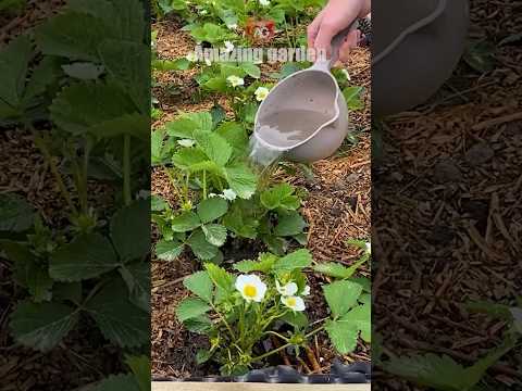 Half a teaspoon per bucket of water for strawberries during flowering #strawberry #fertilizer