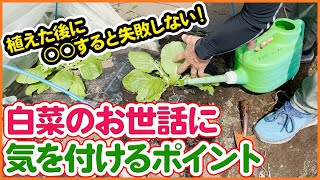 絶対マスターしたい家庭菜園の秋冬野菜の白菜の植え付け後に注意するポイント！水やり・害虫・お世話の方法！９月に気をつけるコツを徹底解説！【農園ライフ】