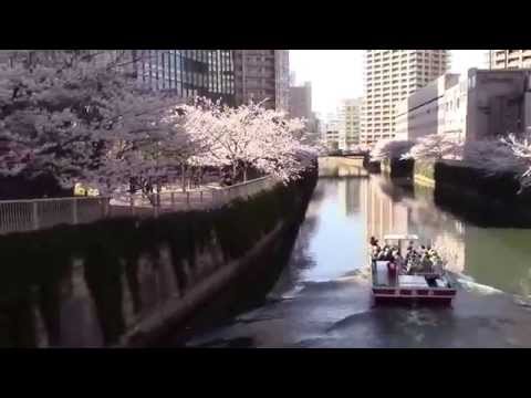 満開の桜　東京都内有数の花見の名所　大崎・目黒川　御成橋～山本橋