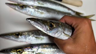 ダイソーのジグヘッドワームでカマスが釣れる！