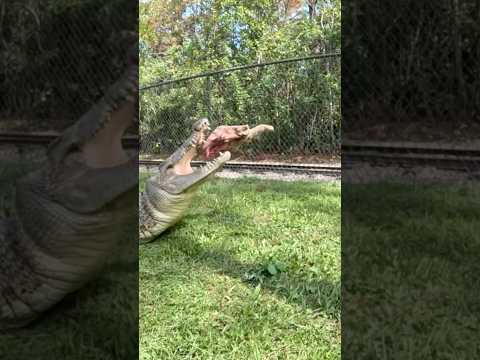 Giant Saltwater Crocodile Crunching Ribs! #youtubeshorts #crocodile #shorts #wildlife