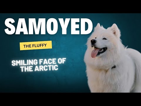 Meet the Samoyed, the fluffy, smiling face of the Arctic.