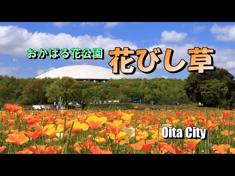 おかばる花公園の春「花びし草」の風景