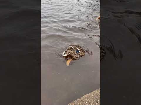 Ducks at Balmaha | Scotland, UK #shorts #duck #scotland