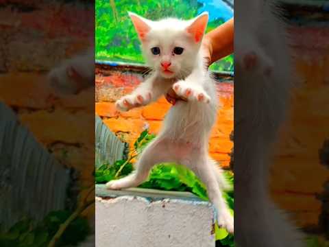 Cute white fluffy kitten take off #cat #cuteecats #funnycat #catlover